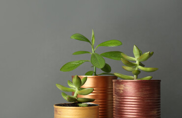 Fototapeta na wymiar Beautiful houseplants in tin cans on light grey background, closeup