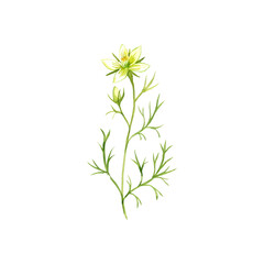 watercolor drawing wild rue