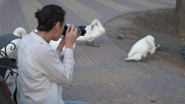 Taking pictures of swans. A woman in the park photographs white swans.