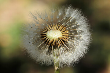 Plants close-up. Dandelion detail macro bloom.