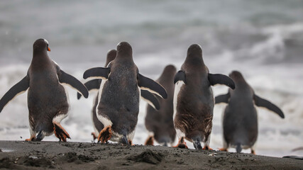 Obraz premium Gentoo Penguins heading to Sea, South Georgia.