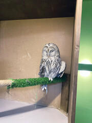 Moscow, Russia / January, 2020: long-Tailed owl (Strix uralensis), female Luna, russian owl anticafe “Owl house”