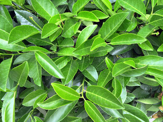 Green leaves of medicinal Laurel