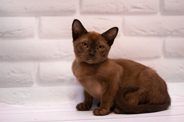 kitten scottish british cat burma munchkin animals