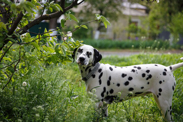 a dog of the Dolmatin breed walks in the park