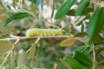 Swallowtail butterfly caterpillar perched on an olive tree