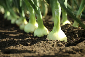Green onions growing in field, closeup. Harvest season