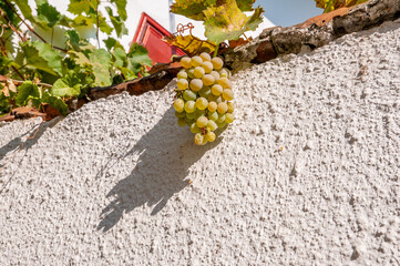 A bunch of green grapes with white wall background