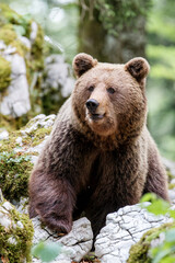 Brown bear - close encounter with a big female wild brown bear in the forest and mountains of the...