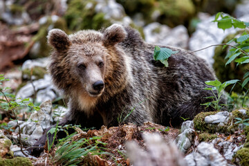 Fototapeta na wymiar Brown bear - close encounter with a big female wild brown bear in the forest and mountains of the Notranjska region in Slovenia