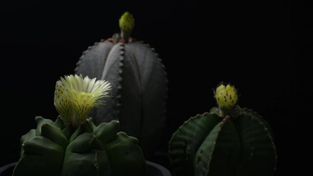 Still life photography of Cactus, Pot of cactus on black background, succulent pot plant for decorative in house, shoot in studio, selective focus and free space for text. Park and garden concept.