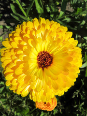 Closeup on yellow flower in sunlight