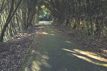 lonely road in the forest