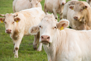a herd of white copper cows graze in a green meadow, agriculture concept, a cow looks at the camera with grass in her mouth