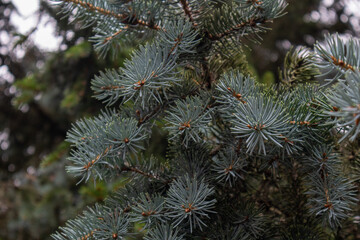 Closeup of nature Christmas fir tree branch