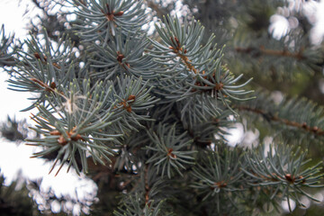 Naklejka na ściany i meble Closeup of nature Christmas fir tree branch