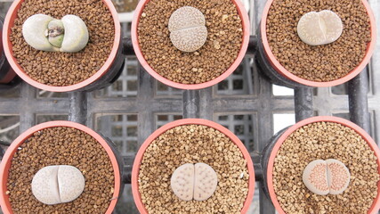 Lithops pseudotruncatella of succulent plants are colorful and blooming in summer design for leisure hobby of gardening