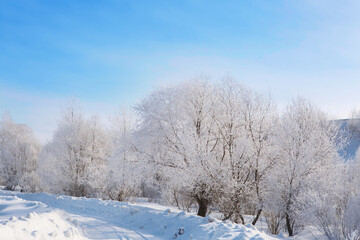 Fototapeta na wymiar Frozen trees and branches . Beautiful white winter