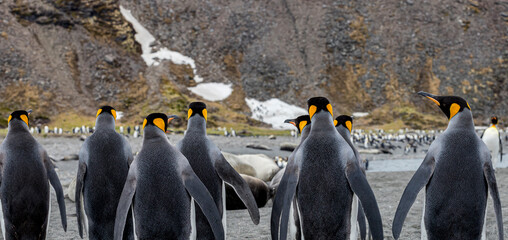 A group of King Penguins moving along, South Georgia.