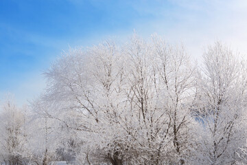 Frozen trees and branches . Beautiful white winter