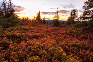 Beautiful evening in the autumn forest in Lapland, Riisitunturi national park