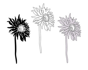 Set of flowers and stems of Chrysanthemum isolated on white. Vector freehand sketch. Monochrome hand drawn element for floral design, created hand made greeting card, poster, package.