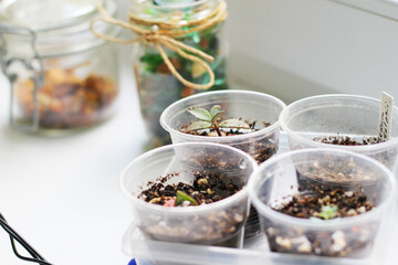 Composition of succulent plants growing in florarium