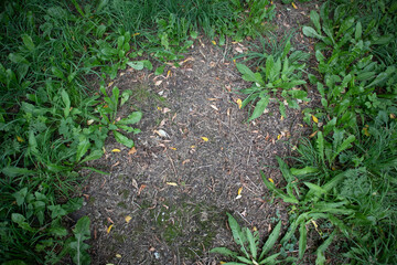 Photo of a small meadow without grass, background