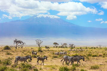 Fototapeta na wymiar Zebras graze at the foot of Kilimanjaro