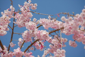 青空に映える桜