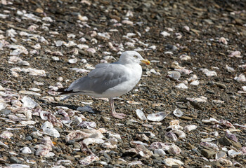 Gulls waiting for the refuse of oysters and fish in Cancale. Brittany, France