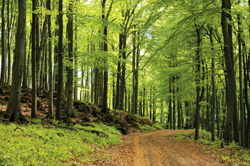 Path in the green beech forest