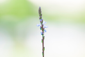 macro photography of flowers, plants and bamboo with water drops