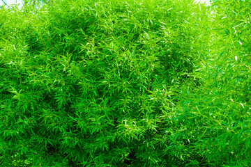 Willow, Salix fragilis tree branches with young green leaves. Foliage wall - 379605501