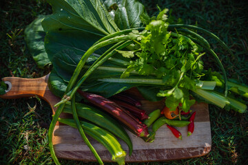 fresh organic vegetables on wooden board from veggie garden harvest morning assorted