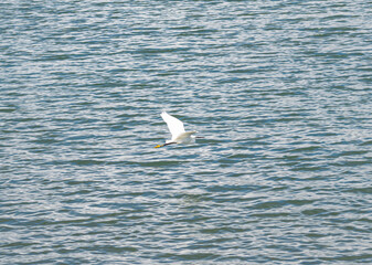 gabiota cazada al vuelo con el mar de fondo