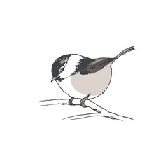 Hand drawn bird, willow tit sitting on a tree branch doodle, vector line sketch illustration isolated on white background