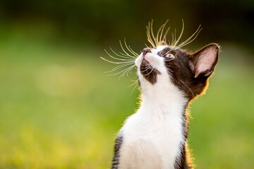 Black and white kitten looking up, domestic animals, pet photography of cat playing outside, shallow selective focus, blurred green grass background