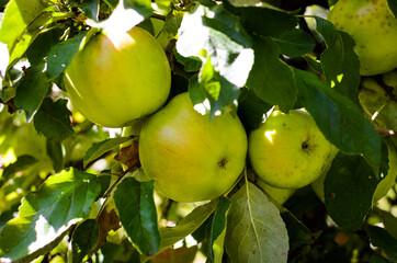 Fresh ripe organic apples on tree branch in apple orchard.