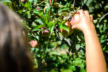 Child hand picking tasty red apple from tree in summer.
