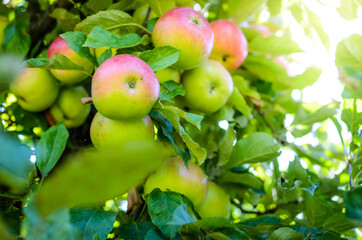 Fresh ripe organic apples on tree branch in apple orchard.