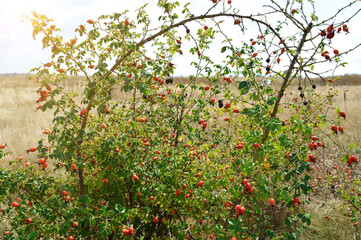 bush with rose hips on a natural green background. autumn landscape. sun glare. alternative medicine. homeopathy.