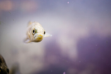 Tout petit poisson dans un aquarium d'eau douce