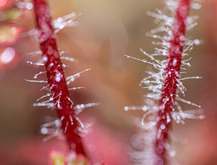 macro fotografía de girasoles y pipas o semillas