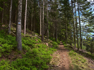 Fototapeta premium Narrow hiking trail in Black Forest, Baden-Wuerttemberg, Germany surrounded by coniferous trees, one of the trees with blue trail marking sign attached, and growing blueberry bushes in late spring.