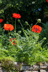 Mohnblumen Mohn rot Klatschmohn