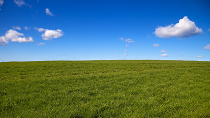 green grass and blue sky