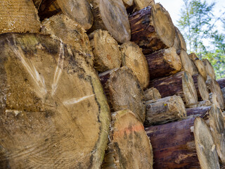 Texture of tree trunks cut in the mountains