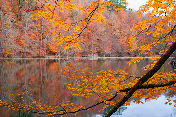 Obraz premium Autumn colors. Colorful fallen leaves in the lake. Magnificent landscape. Natonial Park. Photo taken on 10th November 2018 Yedigoller. Bolu, Istanbul, Turkey.