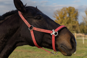 muzzle of a dark brown horse with a red bridle close up